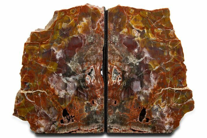 Tall Arizona Petrified Wood Bookends - Rainbow Colored #344120